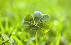 四叶三叶草在草地上。水平的画面。