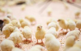 一只小鸡在人群中间