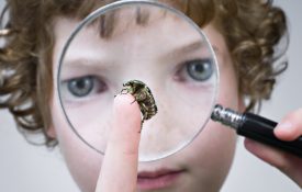 小男孩用放大镜观察甲虫