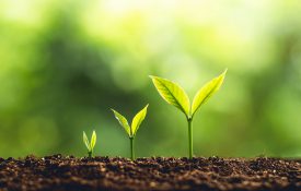 三种处于不同生长阶段的植物