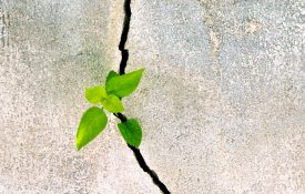 植物生长在混凝土墙的裂缝里。