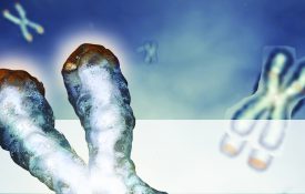 端粒清晰可见的染色体图片。