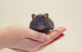 心理科学家提倡动物研究的价值和透明度