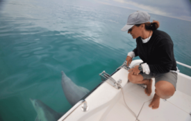 回到页面缩略图:几十年的海豚